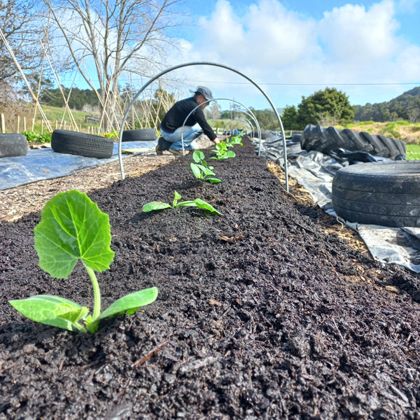 This is how we grow with natural inputs only - an overview